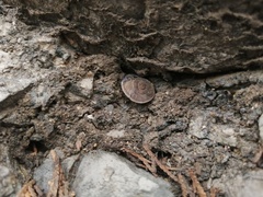 Pseudiberus tectumsinense anderssoni