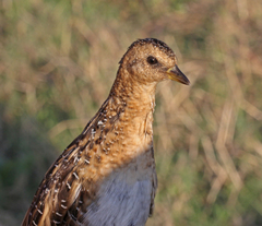 Yellow Rail photo 5