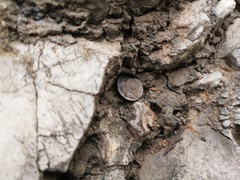 Pseudiberus tectumsinense anderssoni