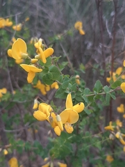 Cytisophyllum sessilifolium