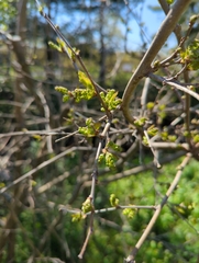 Ulmus minor