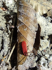 Lopheros rubens