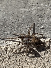 Larinioides sclopetarius