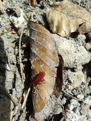 Lopheros rubens