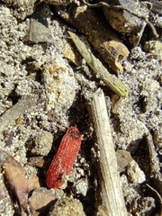 Lopheros rubens