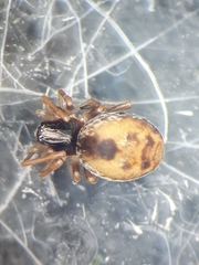 Dictyna uncinata