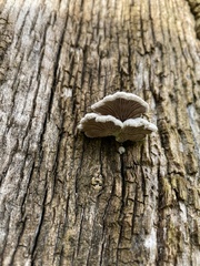 Schizophyllum commune