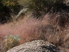 Muhlenbergia porteri