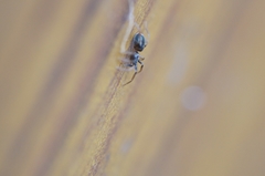 Phrurolithus festivus