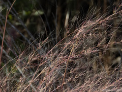 Muhlenbergia porteri