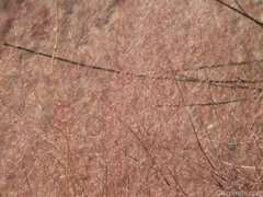 Muhlenbergia porteri