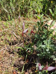 Serapias strictiflora