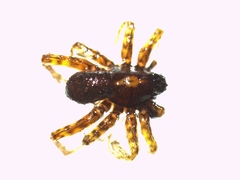 Pardosa hortensis