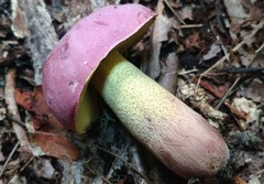 Butyriboletus roseopurpureus