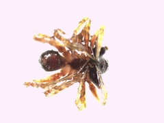 Pardosa hortensis
