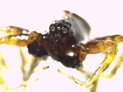 Pardosa hortensis