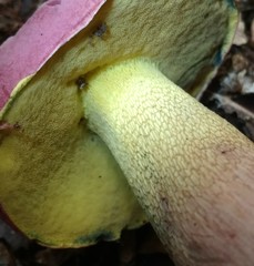 Butyriboletus roseopurpureus