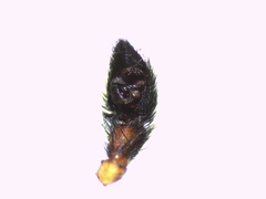 Pardosa hortensis