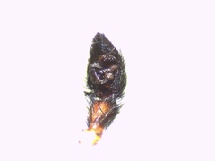 Pardosa hortensis