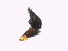 Pardosa hortensis