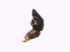 Pardosa hortensis