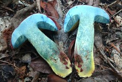 Butyriboletus roseopurpureus