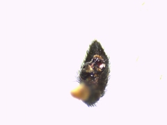 Pardosa hortensis