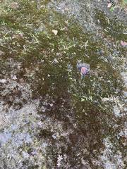 Bryophyta