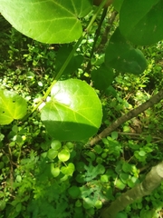 Cissus rotundifolia