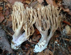 Ramaria fennica