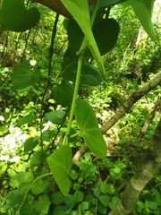 Cissus rotundifolia