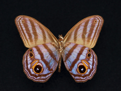 Chloreuptychia agatha