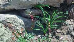 Sprekelia formosissima