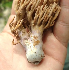 Ramaria fennica