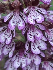 Orchis purpurea