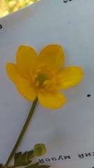 Ranunculus repens