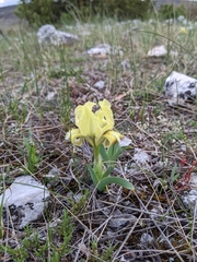 Iris pumila