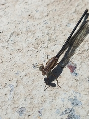 Zygoptera