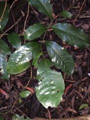 Eupomatia laurina