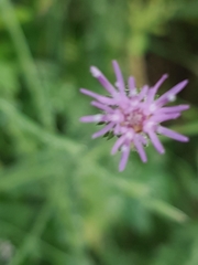 Crupina crupinastrum