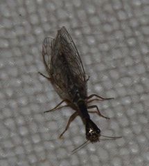 Xanthostigma xanthostigma