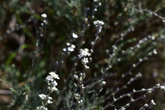 Lepidium subulatum