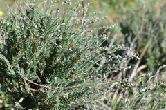 Lepidium subulatum