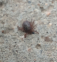 Dermacentor reticulatus