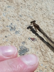 Zygoptera