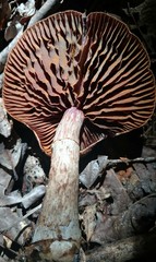 Cortinarius torvus
