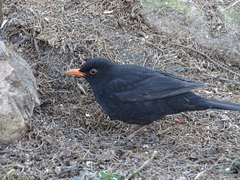 Turdus merula