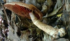 Cortinarius torvus
