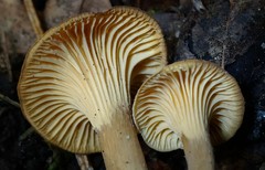 Cantharellus appalachiensis
