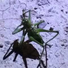 Neobarrettia spinosa